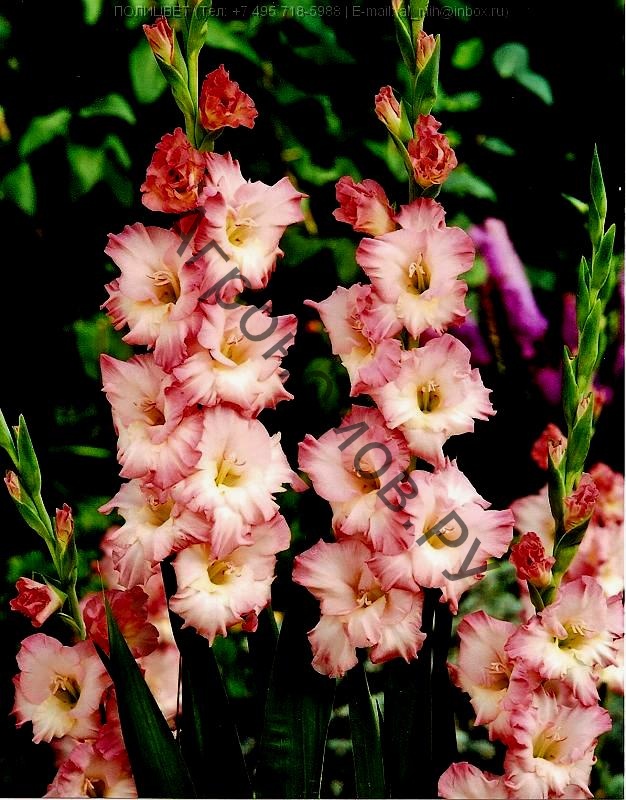 Гладиолус крупноцветковый Дольче Вита - фото 1