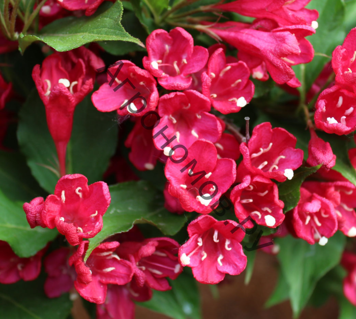 Вейгела цветущая Бристол Руби  - фото 1
