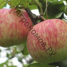 Дерево-сад (5 летка) яблоня 3 сорта Ветеран - Пепин Шафранный - Россошанское багряное