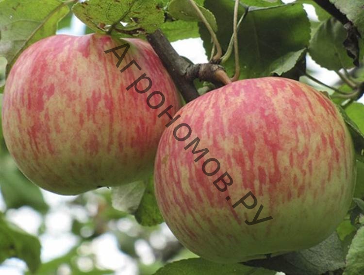 Дерево-сад (5 летка) яблоня 3 сорта Ветеран - Пепин Шафранный - Россошанское багряное - фото 1