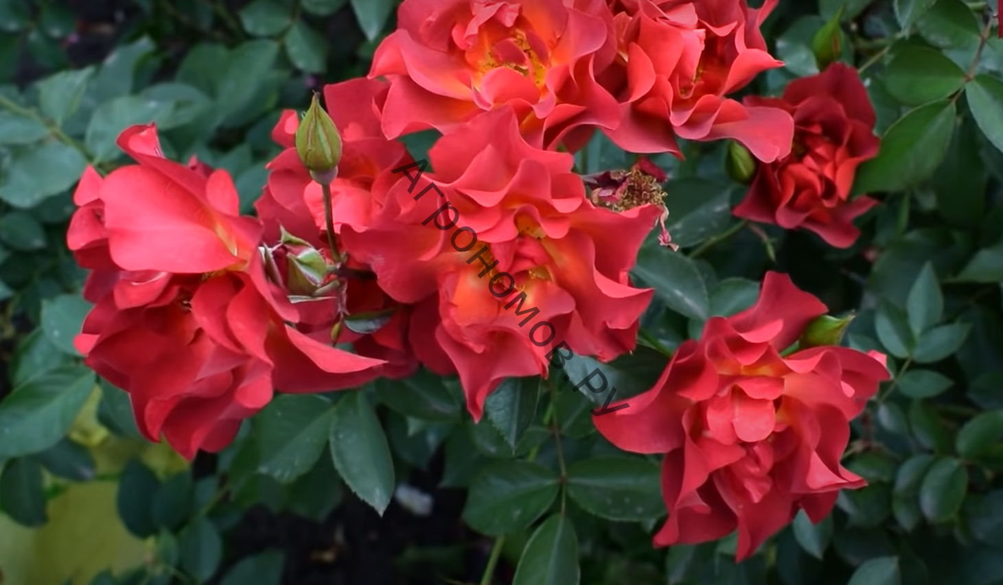Роза флорибунда Сачмо - фото 1