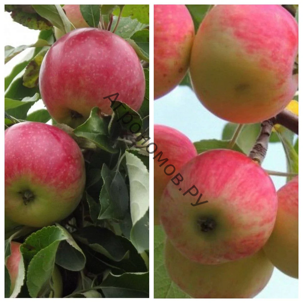 Дерево-сад (2-3 летка) яблоня 2 сорта Мелба - Июльское Черненко - фото 1