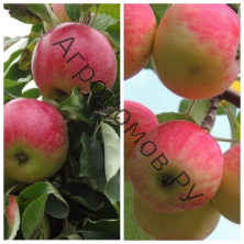 Дерево-сад (2-3 летка) яблоня 2 сорта Мелба - Июльское Черненко