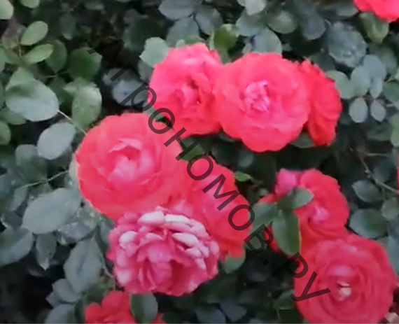 Роза флорибунда Нина Вейбул - фото 1