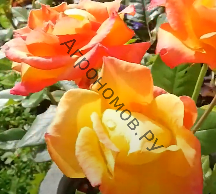Роза флорибунда Румба - фото 1