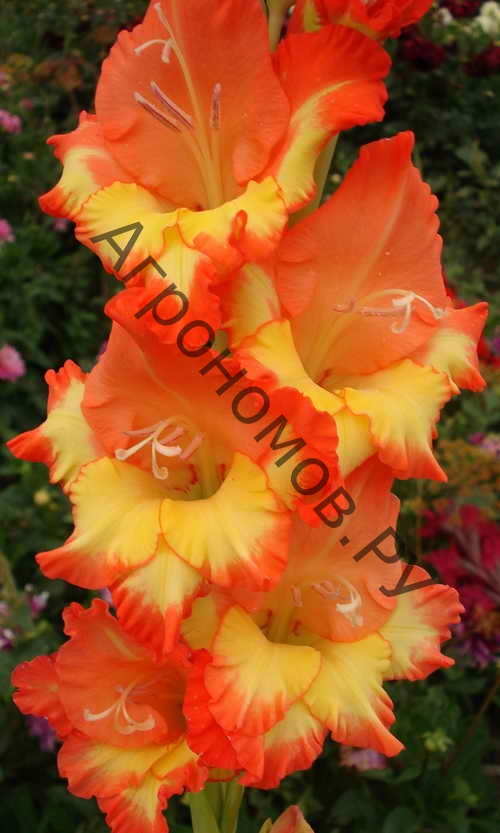 Гладиолус крупноцветковый Принцесс Маргарет Роуз - фото 1