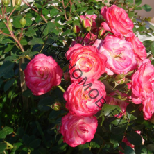 Роза парковая Манте де Велюр 