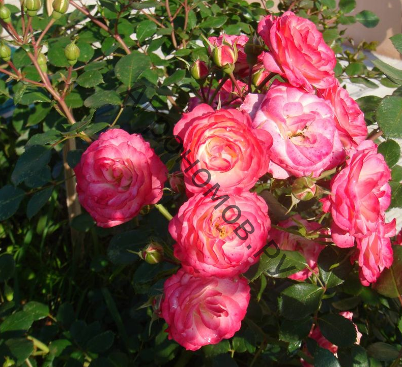 Роза парковая Манте де Велюр  - фото 1