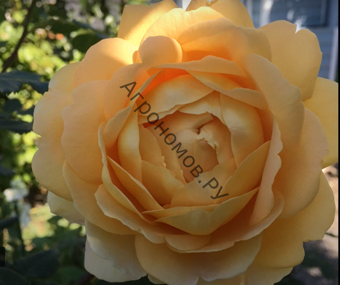 Роза английская парковая Голден Селебрейшен  - фото 1