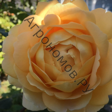 Роза английская парковая Голден Селебрейшен 