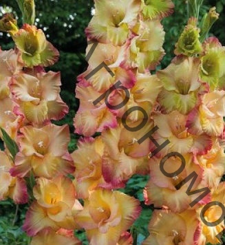 Гладиолус крупноцветковый Шуте - фото 1