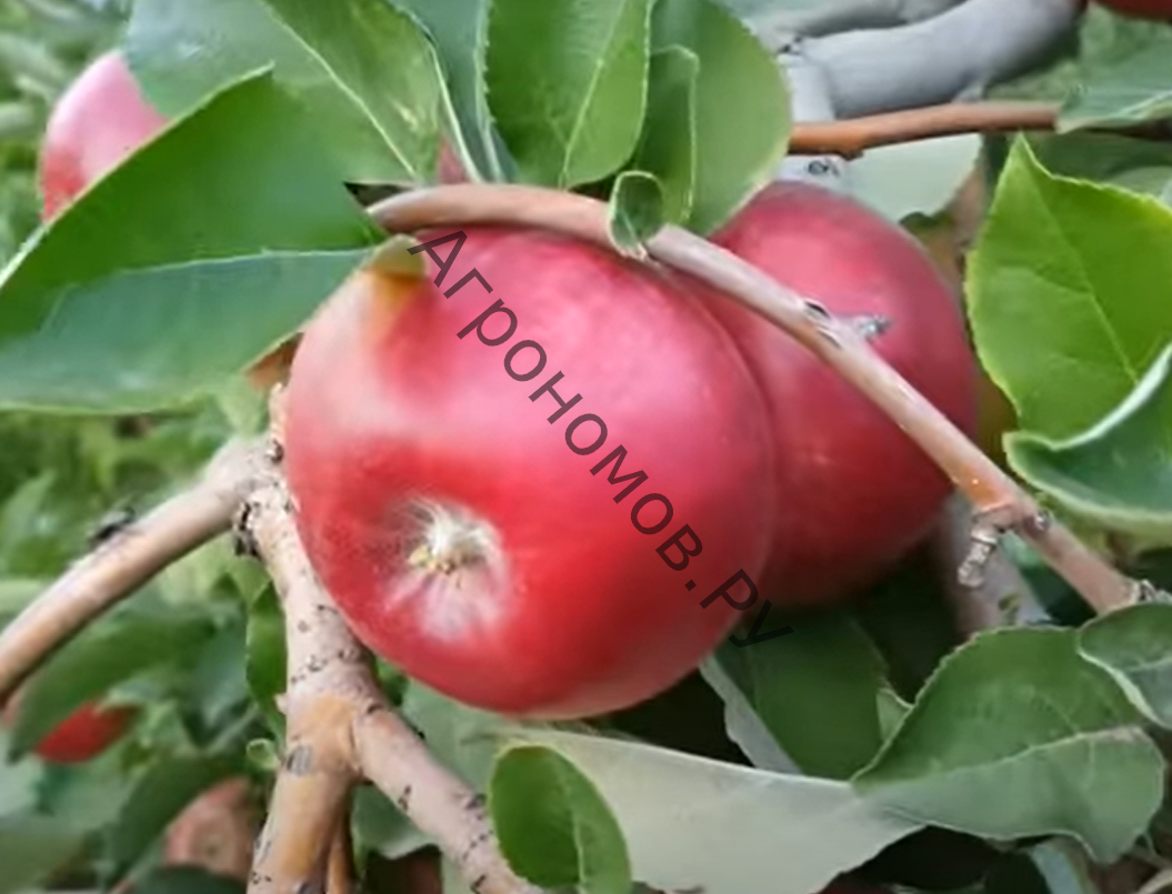Яблоня Лето красное - фото 1