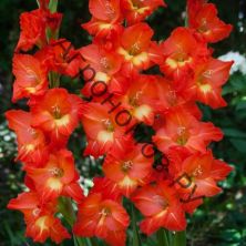 Гладиолус крупноцветковый Никита 