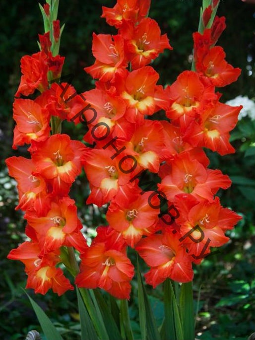 Гладиолус крупноцветковый Никита  - фото 1