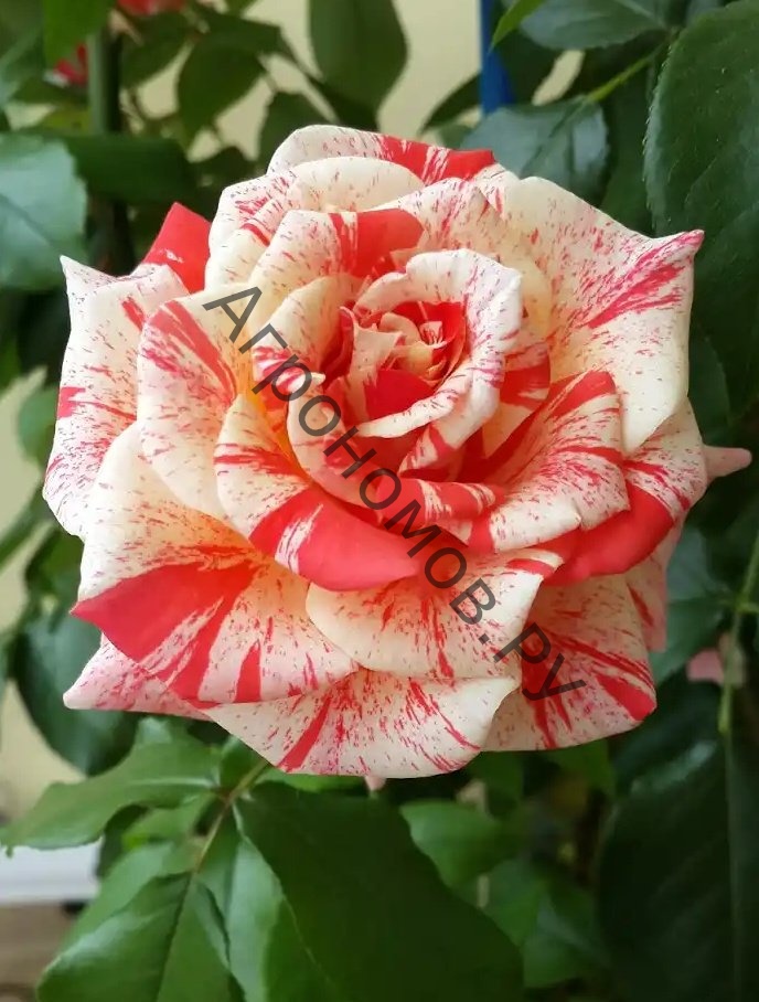 Роза чайно-гибридная Филателия - фото 1