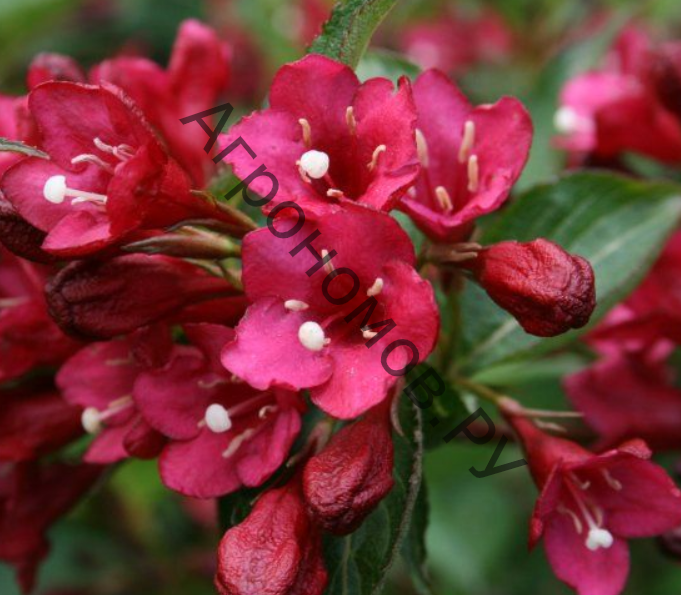 Вейгела цветущая Эва Ратке - фото 1