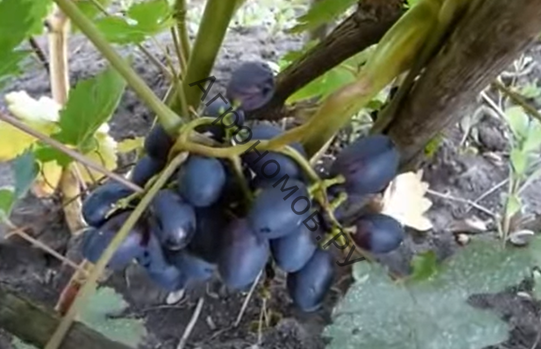 Виноград плодовый Краса Никополя - фото 1