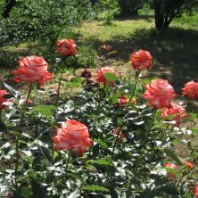 Роза чайно-гибридная Кайзер Фара