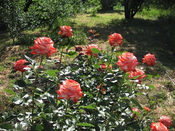 Роза чайно-гибридная Кайзер Фара - фото 1