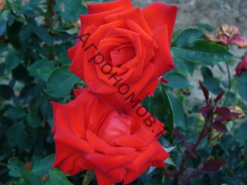 Роза чайно-гибридная Лидка - фото 1
