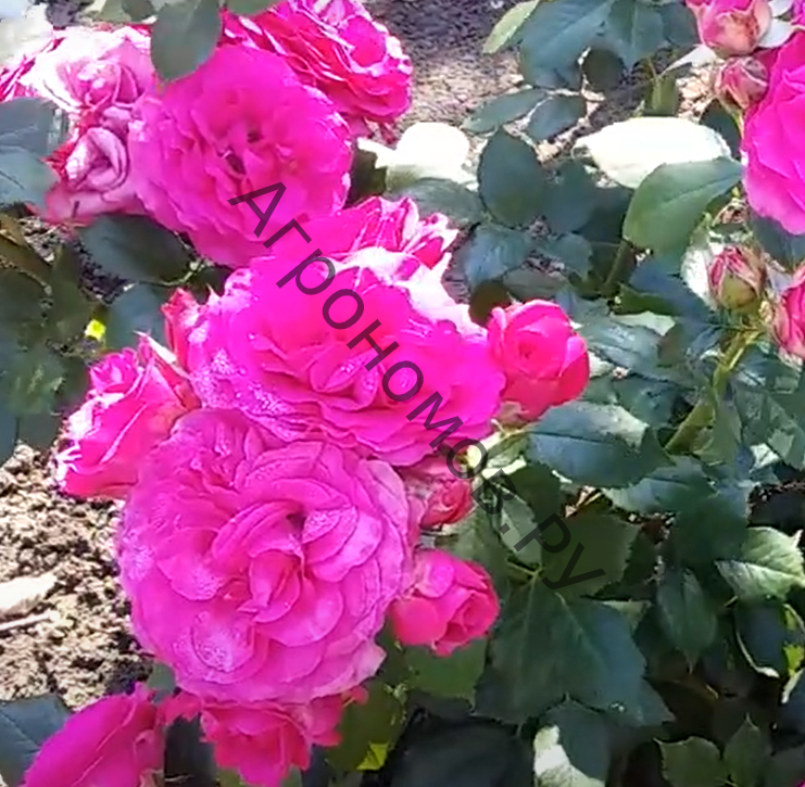 Роза плетистая Маритим - фото 1