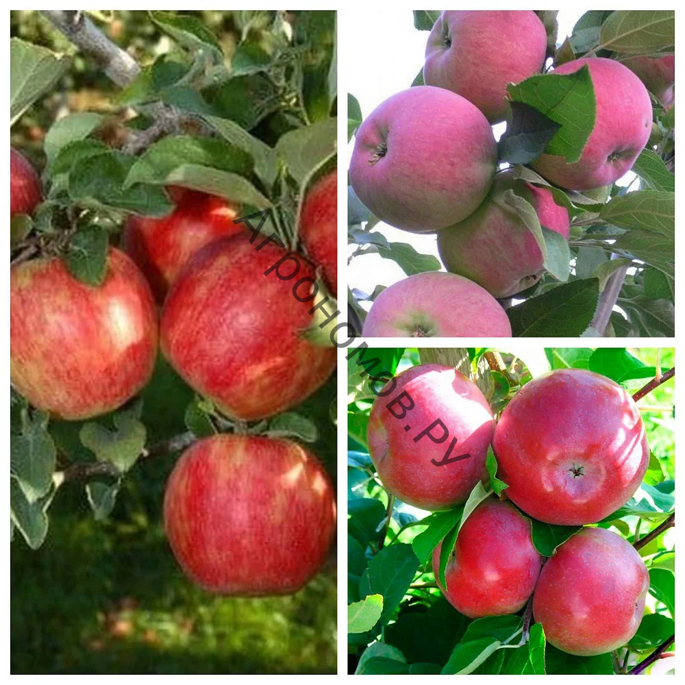Дерево-сад (3-4 летка) яблоня 3 сорта Хоней Крисп - Мантет - Лобо - фото 1
