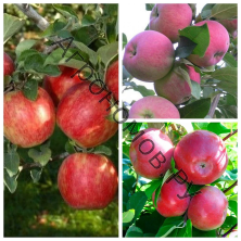 Дерево-сад (3-4 летка) яблоня 3 сорта Хоней Крисп - Мантет - Лобо