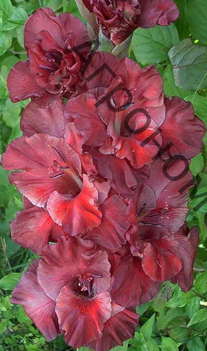 Гладиолус крупноцветковый Шоколад - фото 1