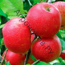 Дерево-сад яблоня 2 сорта Хоней Крисп - Красное раннее