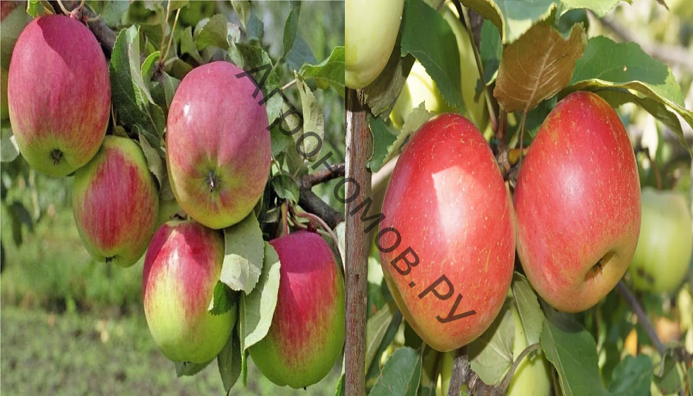 Дерево-сад (5 летка) яблоня 2 сорта Уэлси - Орловим - фото 1