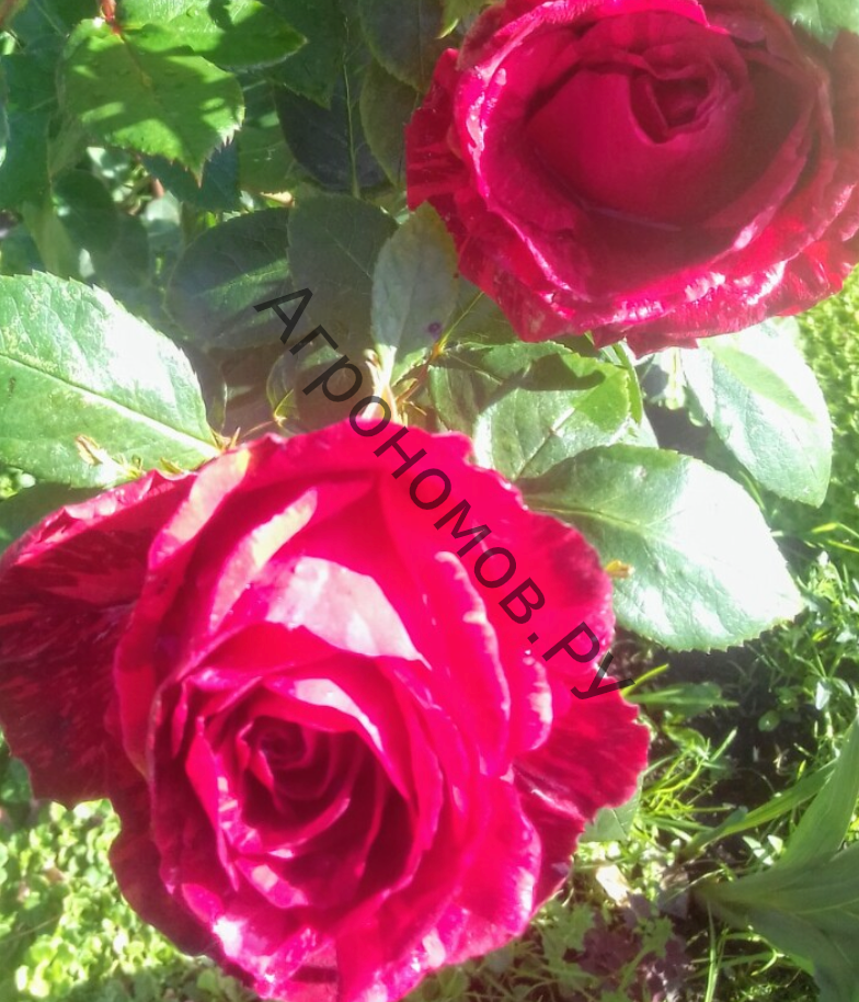 Роза спрей Арроу Фолиес - фото 1