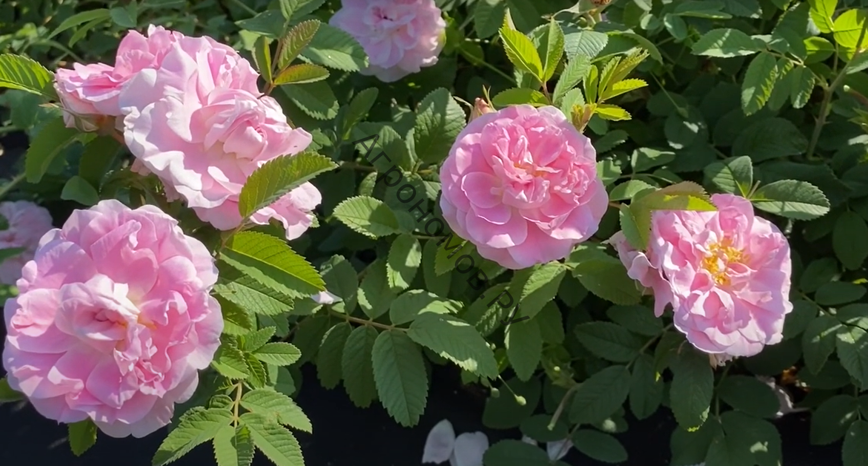 Роза канадская парковая Мартин Фробишер - фото 1