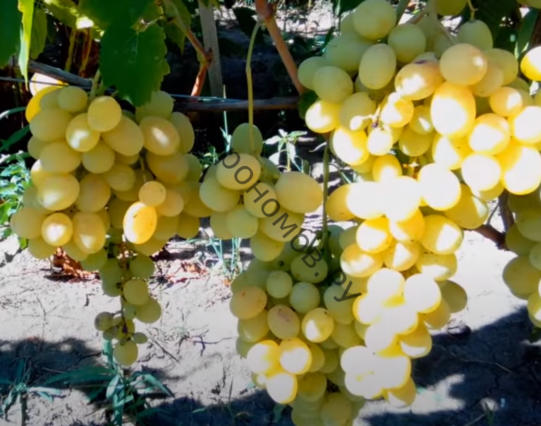 Саженцы виноград плодовый Лора - фото 1