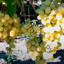 Саженцы виноград плодовый Лора