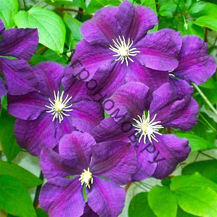 Клематис крупноцветковый Этуаль Виолетт - фото 1