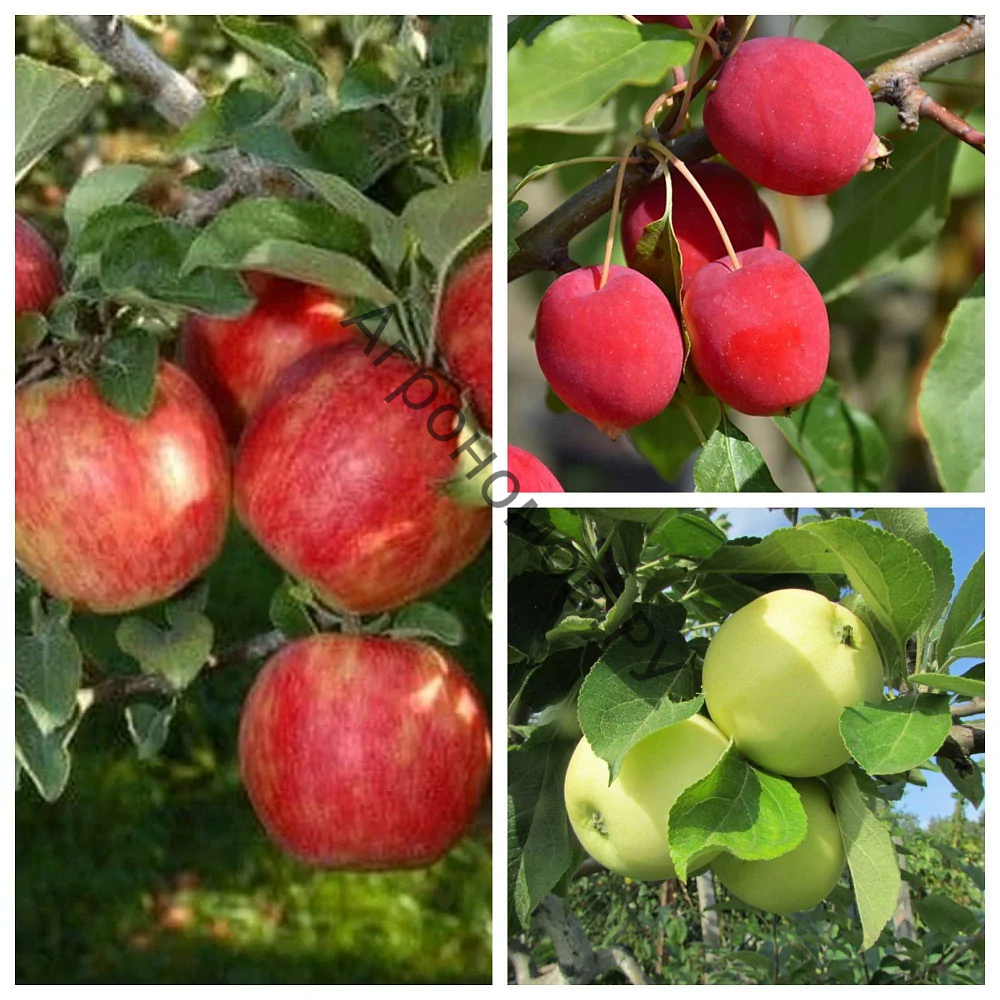 Дерево-сад (3-4 летка) яблоня 3 сорта Хоней Крисп - Китайка Долго - Налив белый - фото 1