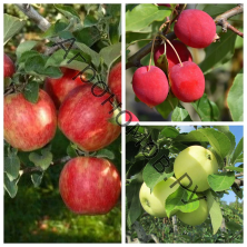 Дерево-сад (3-4 летка) яблоня 3 сорта Хоней Крисп - Китайка Долго - Налив белый