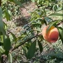 Персик обыкновенный Инка