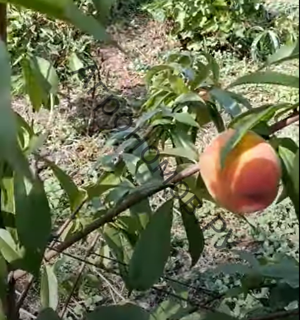 Персик обыкновенный Инка - фото 1