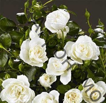 Роза штамбовая флорибунда Кайлани - фото 1