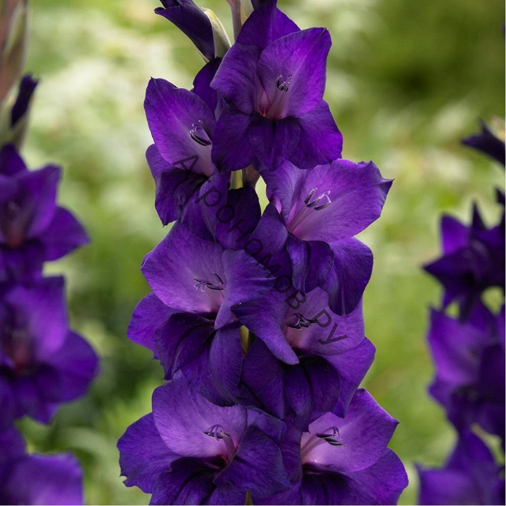Гладиолусы крупноцветковые "Королевский пурпур" - фото 1