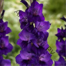 Гладиолусы крупноцветковые "Королевский пурпур"