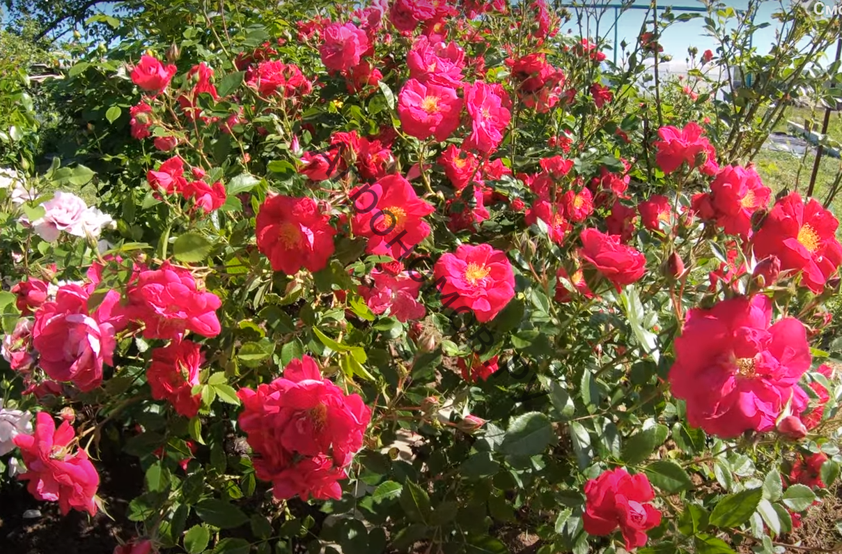 Плетистая роза Генри Келси (Henry Kelsey): характеристика, описание сорта, фото, отзывы садоводов