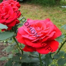 Роза чайно-гибридная Дам де Кер