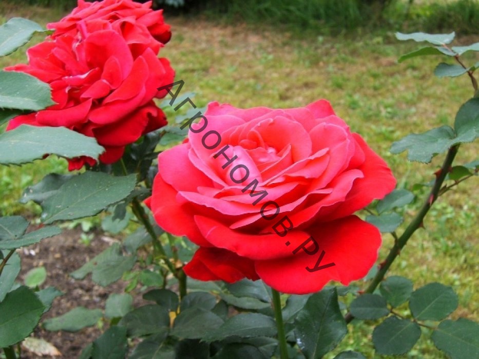 Роза чайно-гибридная Дам де Кер - фото 1