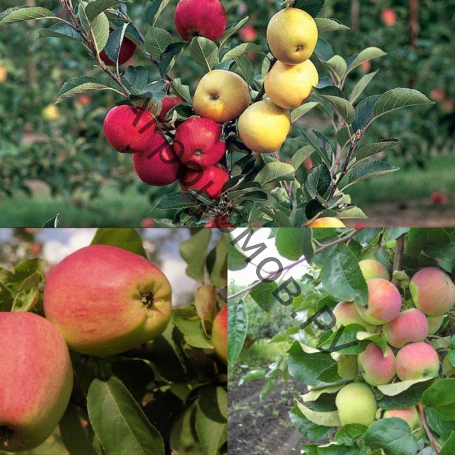 Дерево-сад яблоня 2 сорта  Хоней Крисп - Кандиль орловский - фото 1