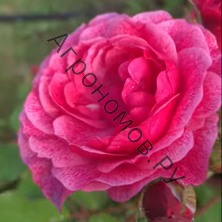 Роза канадская парковая Модэн Руби 