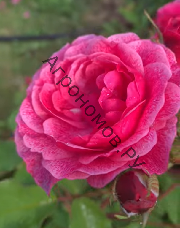 Роза канадская парковая Модэн Руби  - фото 1