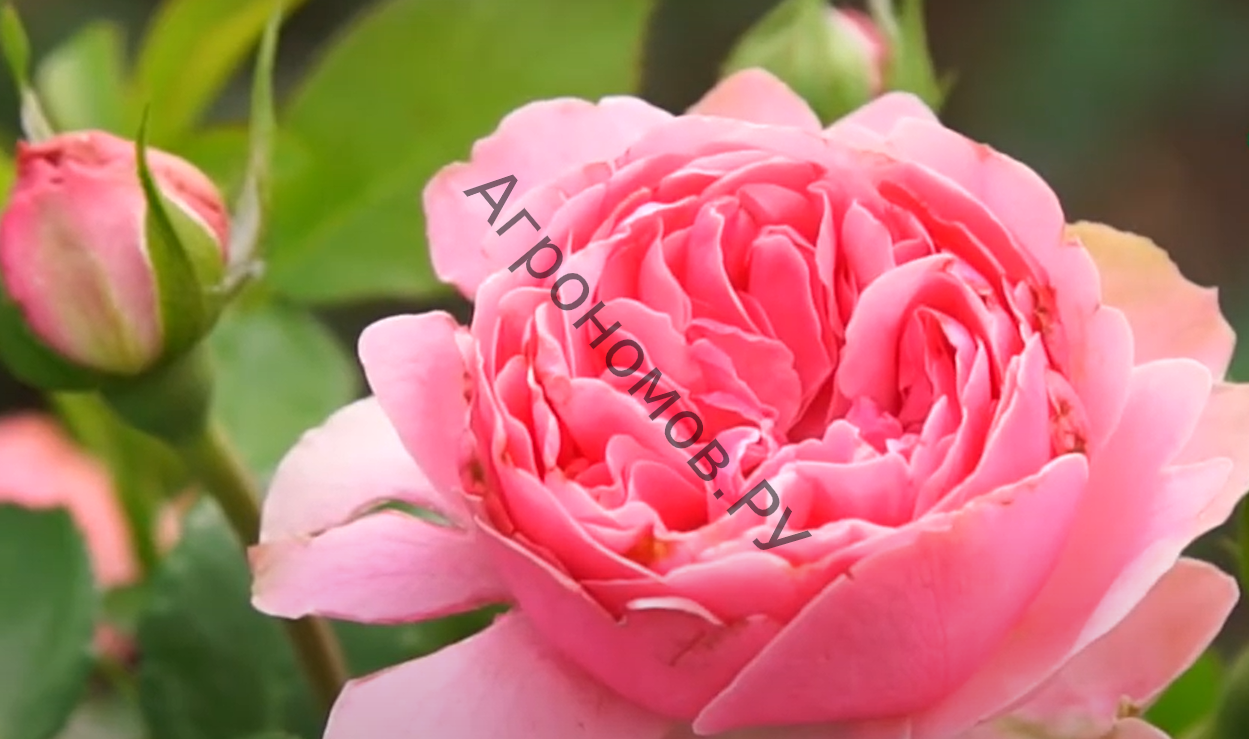 Роза парковая Мархенланд - фото 1