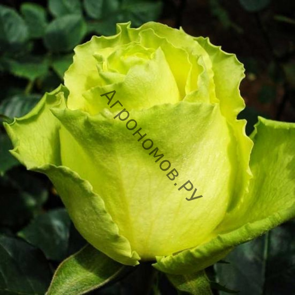 Роза чайно-гибридная Лимбо - фото 1